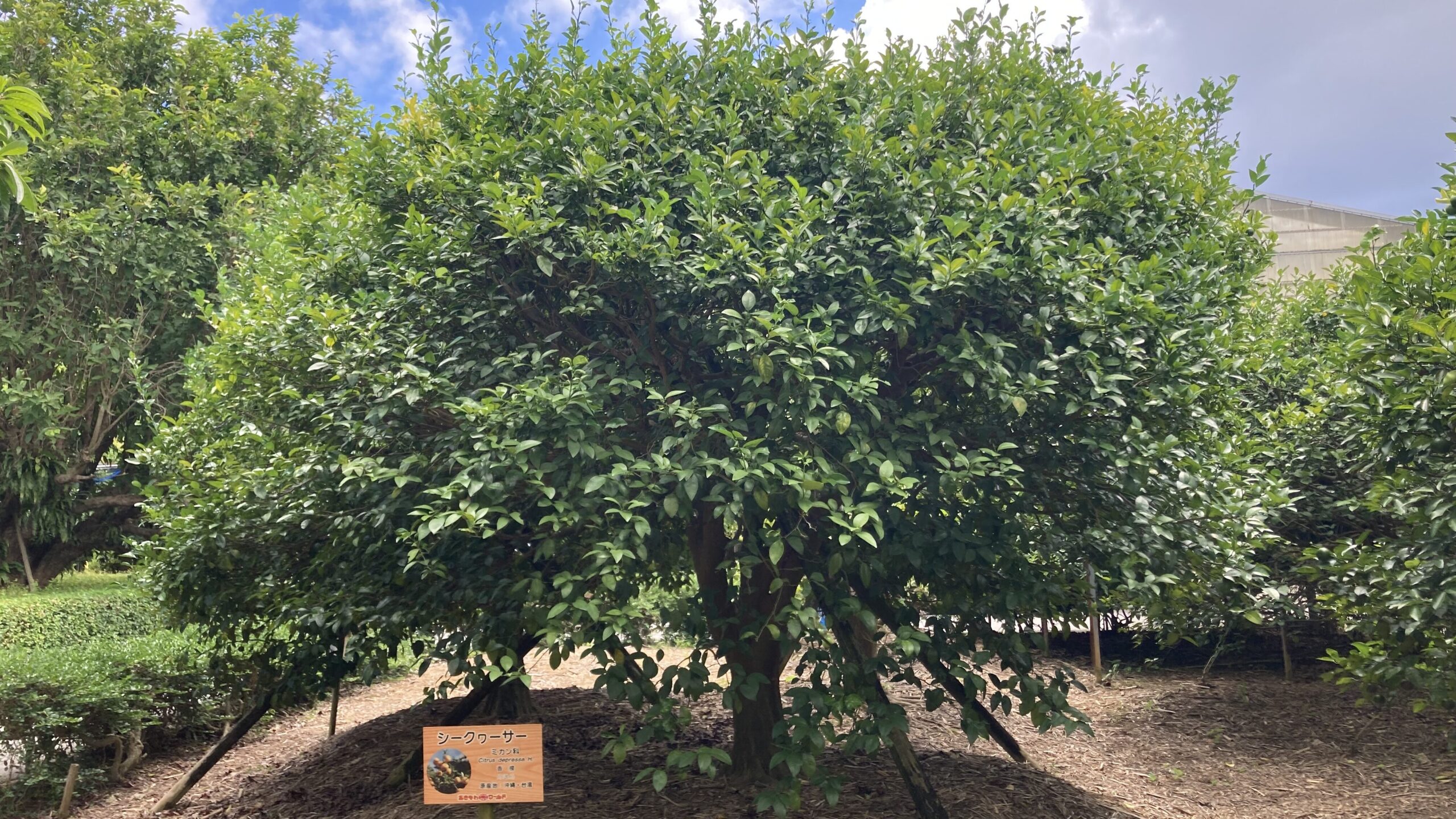 Shikwasha tree