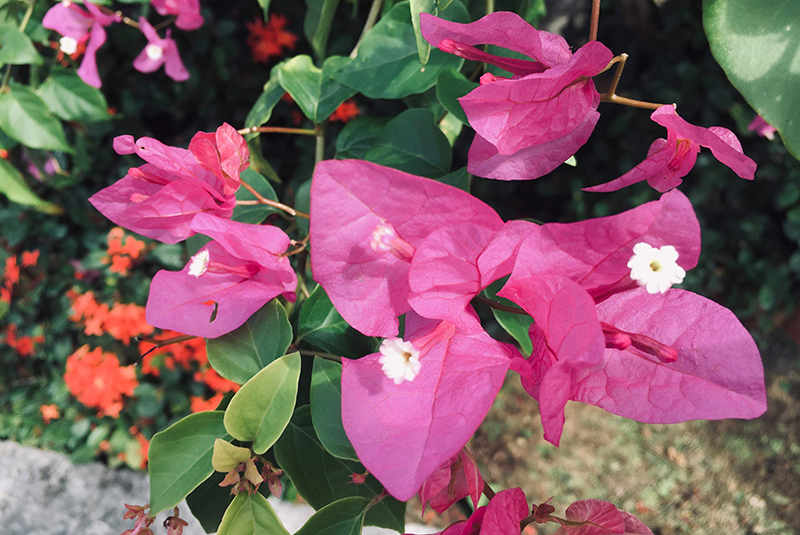 bougainvillea