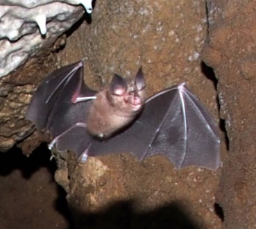 Okinawa least horseshoe bat