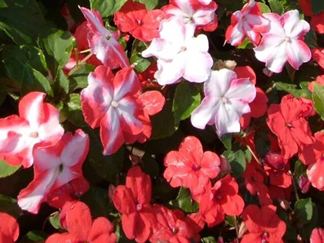 Impatiens